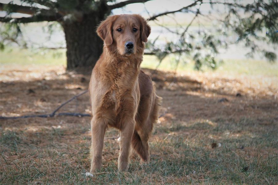 abby (2).JPG