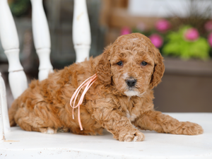 Primrose • click to meet
