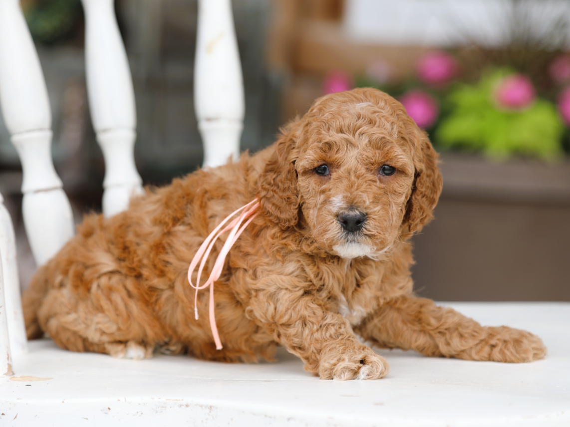 Primrose • click to meet