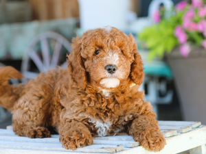 Barnie • click to meet