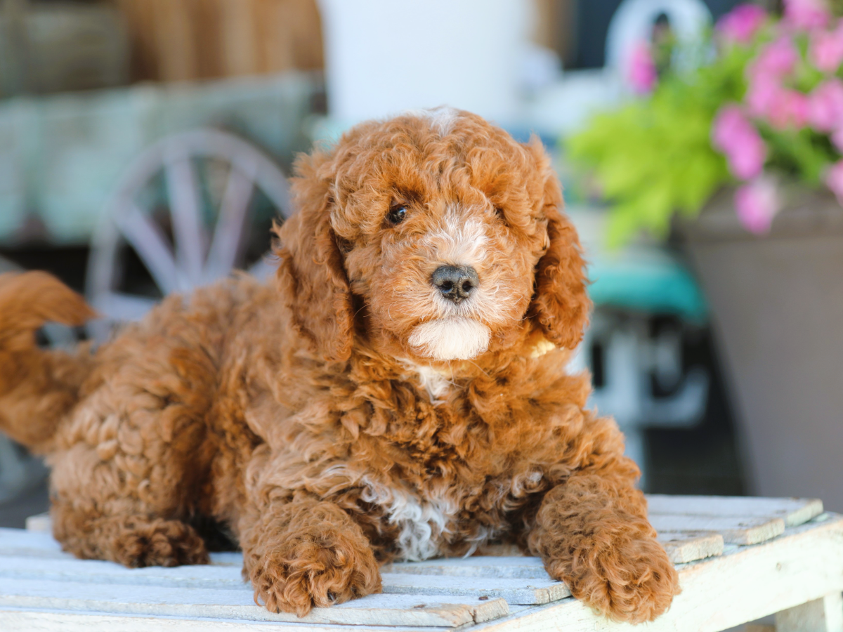 Barnie • click to meet