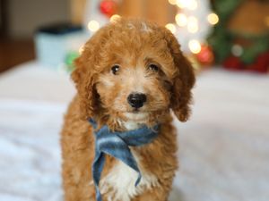 Finnegan • click to meet