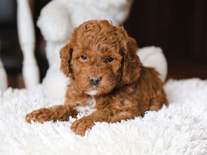 Bentley • click to meet