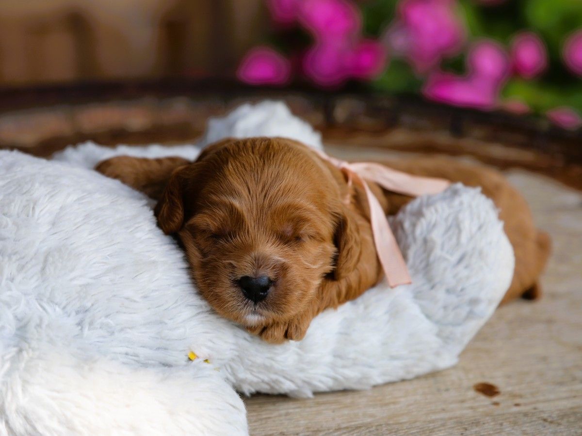 cinnamon (3).JPG