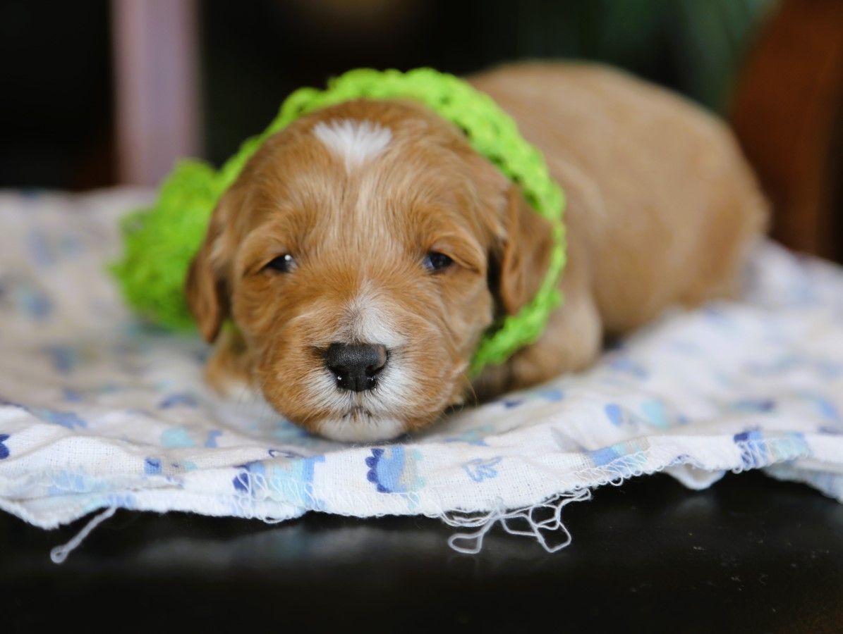 Carter • click to meet