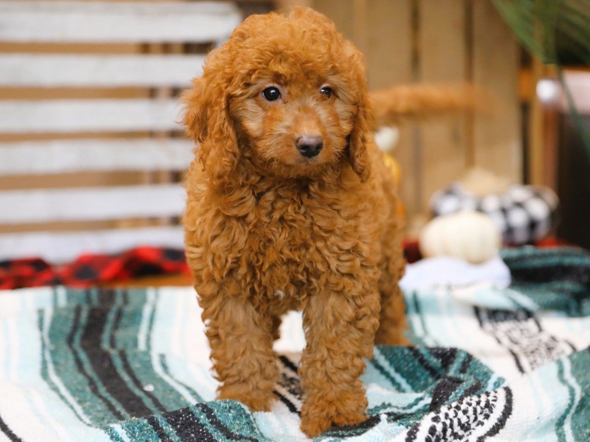 lenny (3).JPG