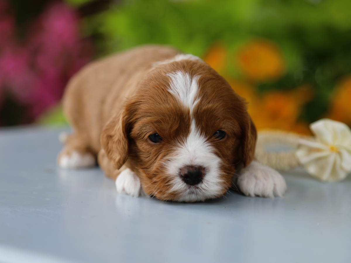 Sienna • Click to meet