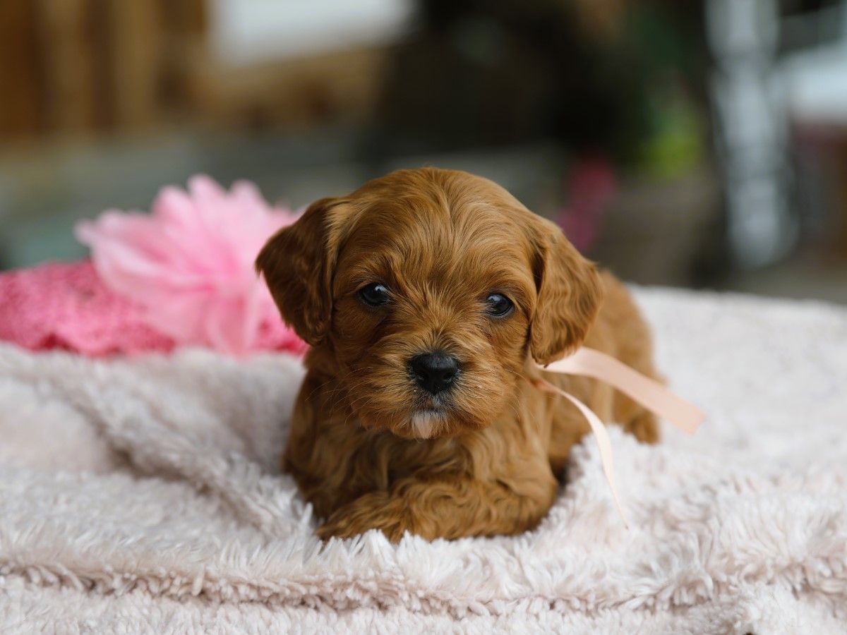 Zoe (4).JPG