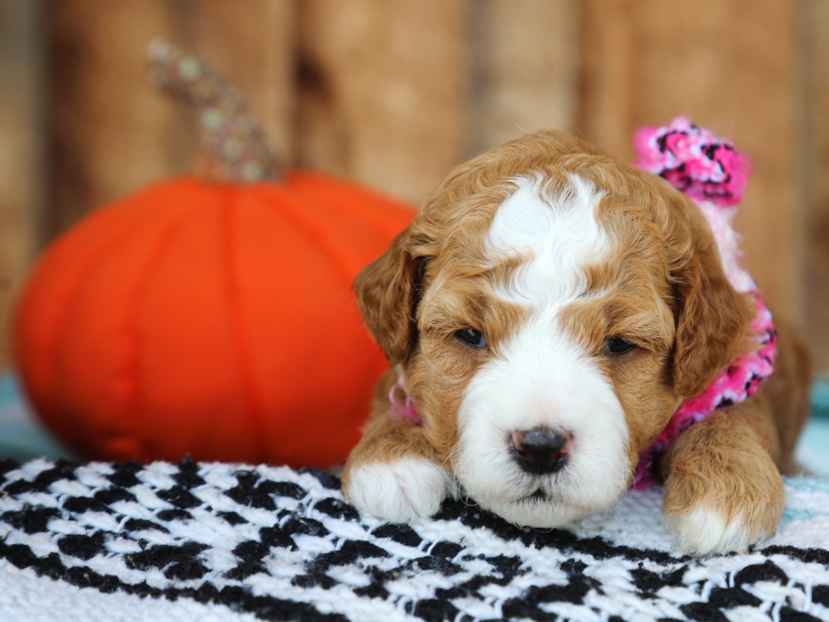 Daphne • click to meet