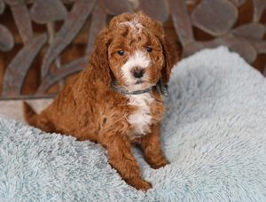 Lee • click to meet