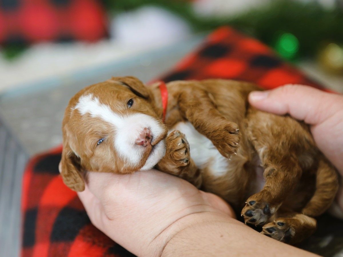 Ivy • click to meet