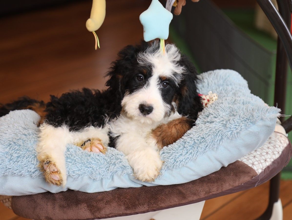  Lily - click to meet