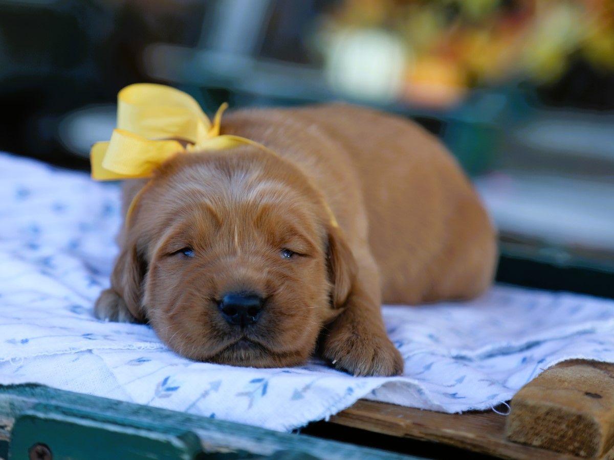 Leo • Click to meet