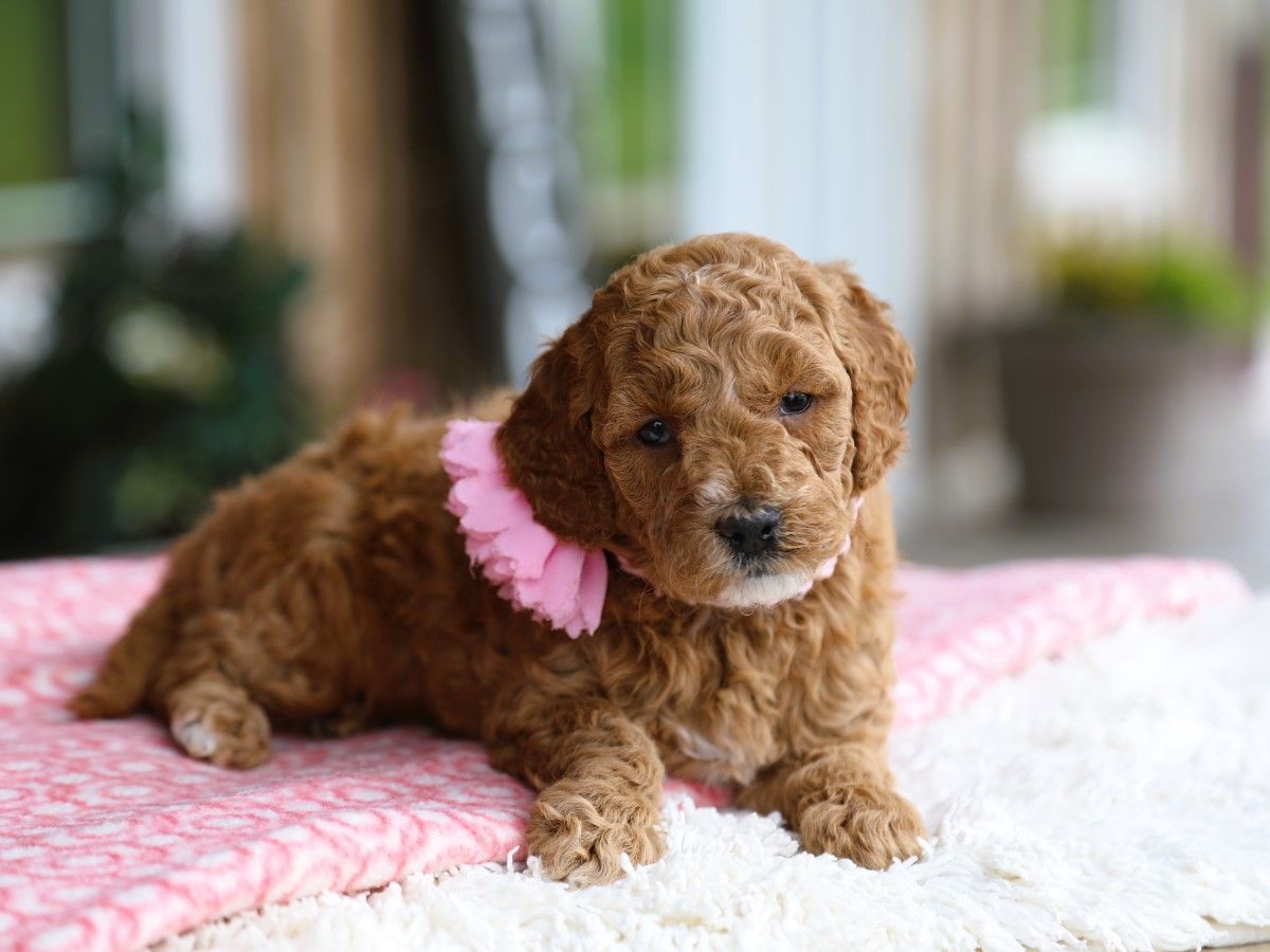 Primrose (3).JPG