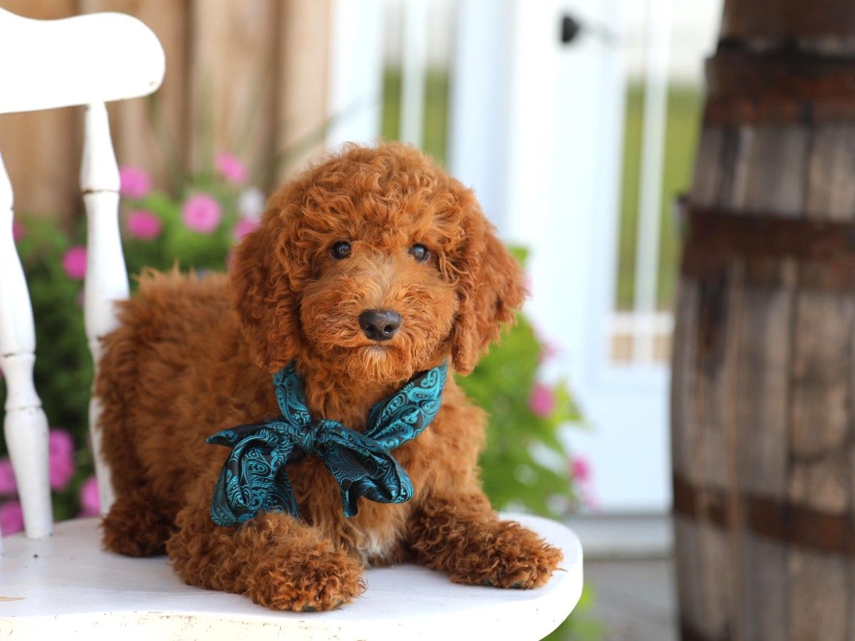 banjo (4).jpg