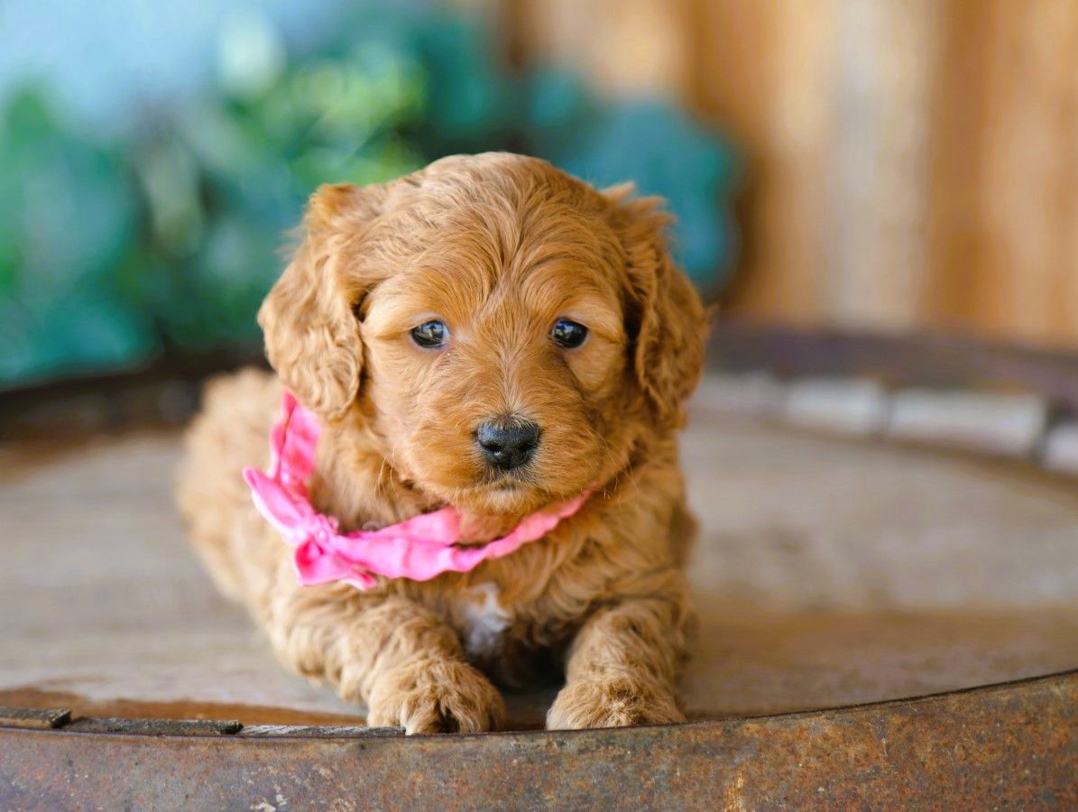 lacey (2).JPG