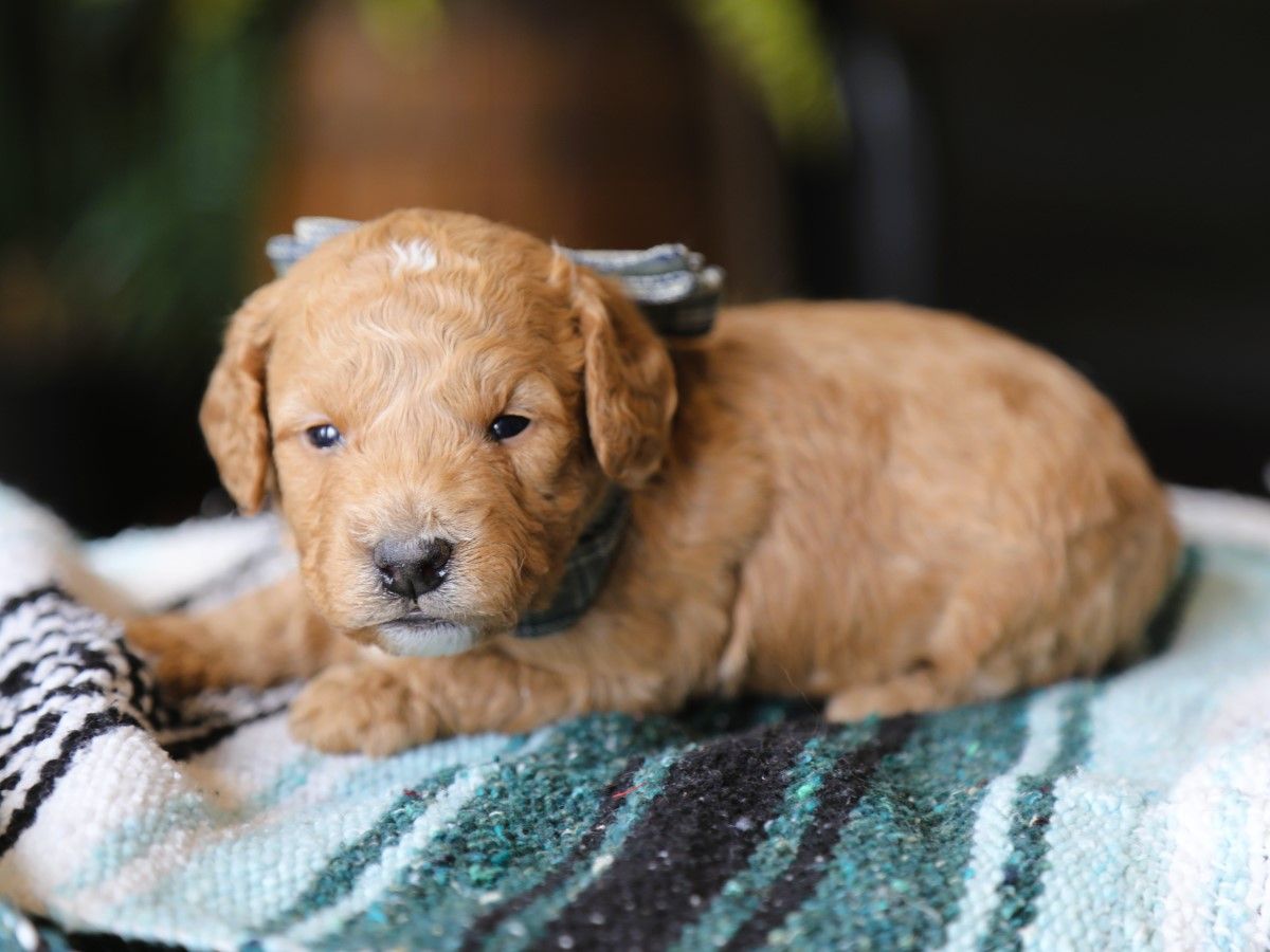 harry (4).JPG