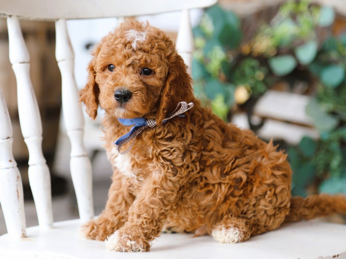 scooby (2).JPG