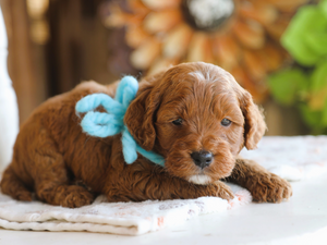 Kona • click to meet