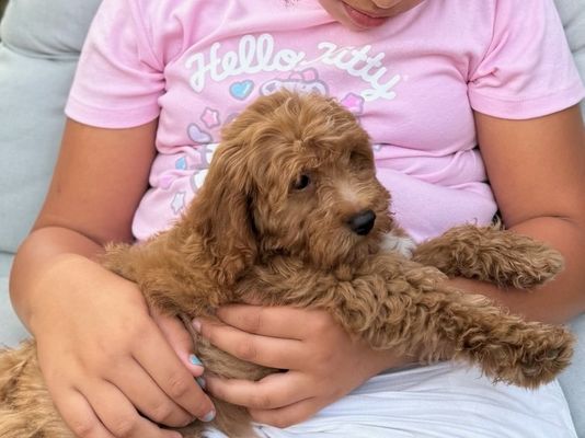Carlsbad, CA JANE • HOMED