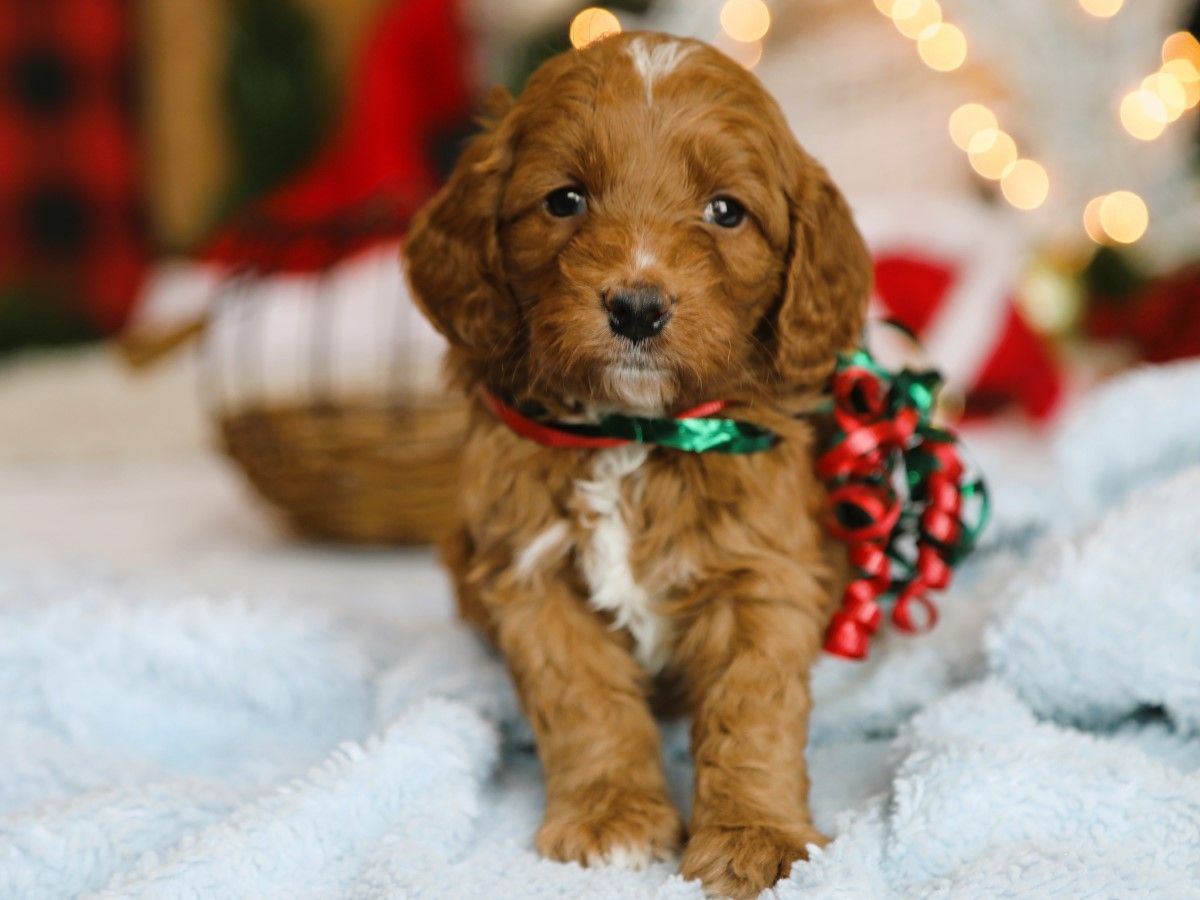  Pooh • click to meet