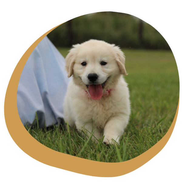 Golden Retriever Puppies for Sale - Image 1.png