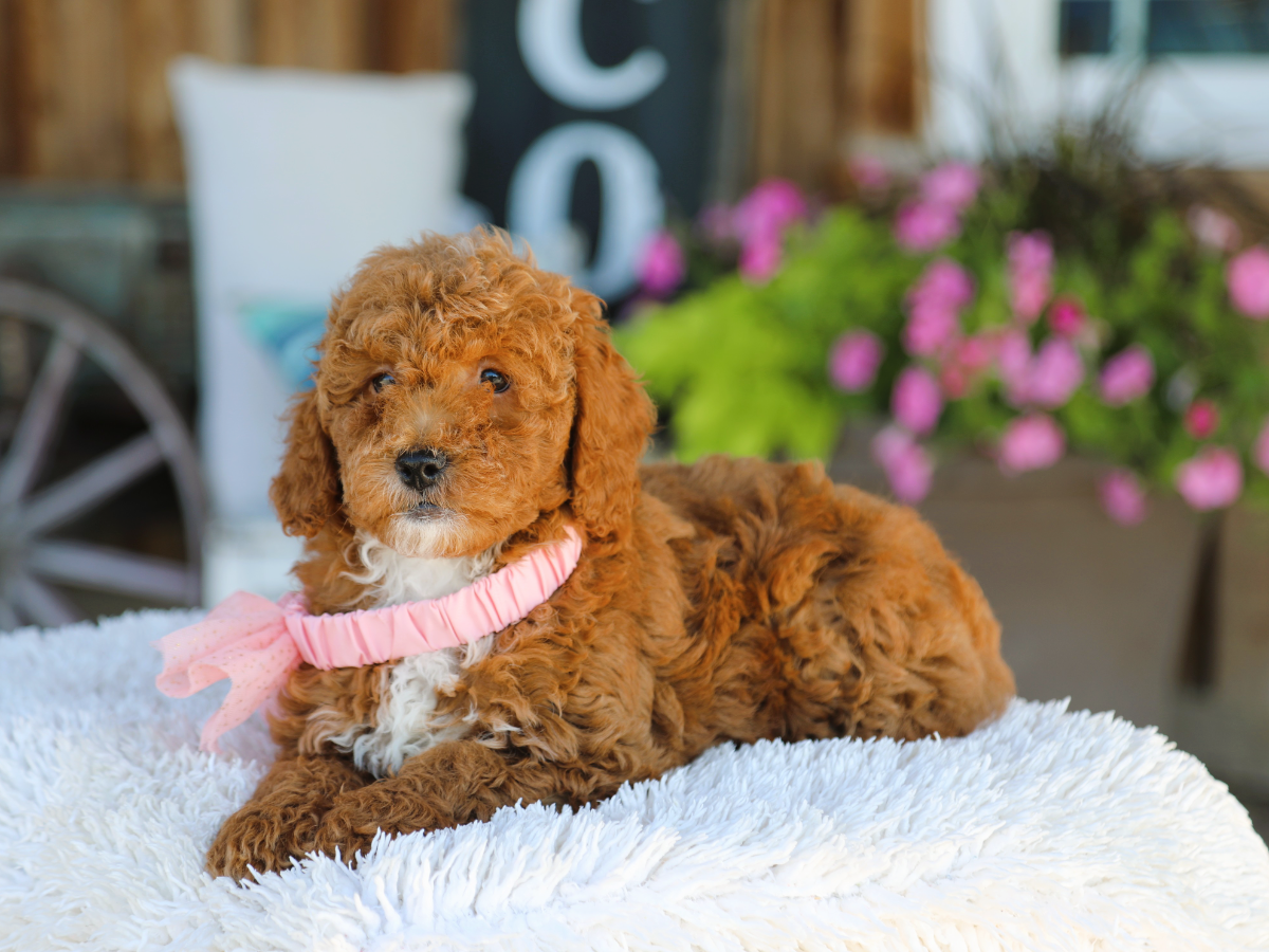 Henrietta • click to meet