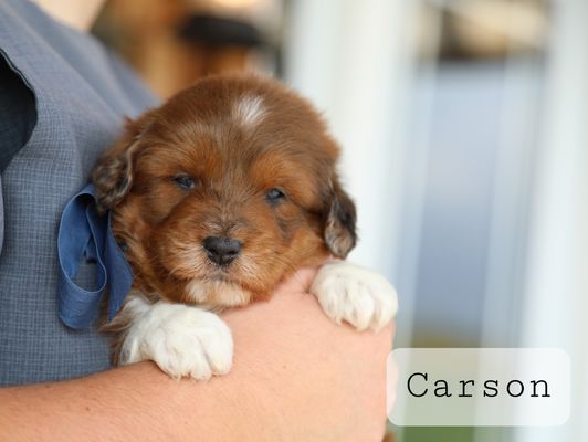 Carson - male (2).JPG