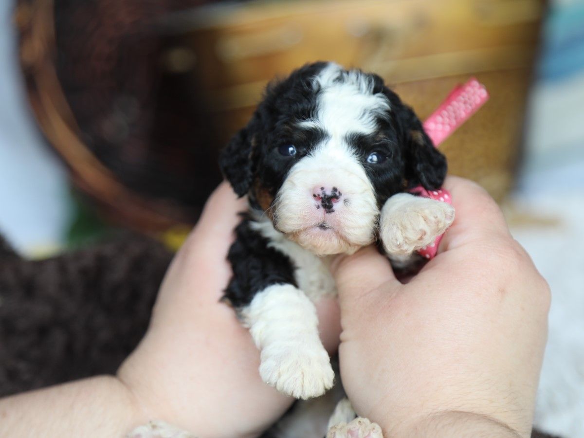 Bella - click to meet