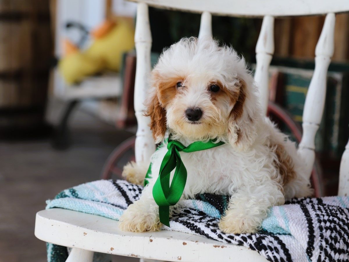 Biscuit • click to meet