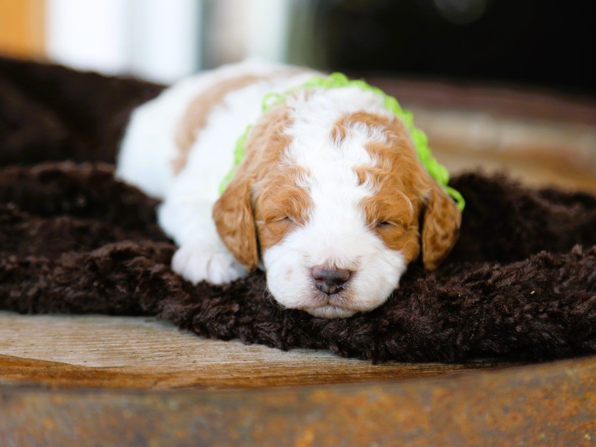 Harrison • click to meet