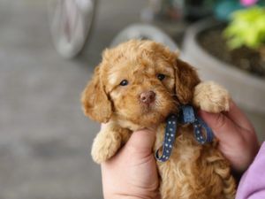 Tucker • click to meet