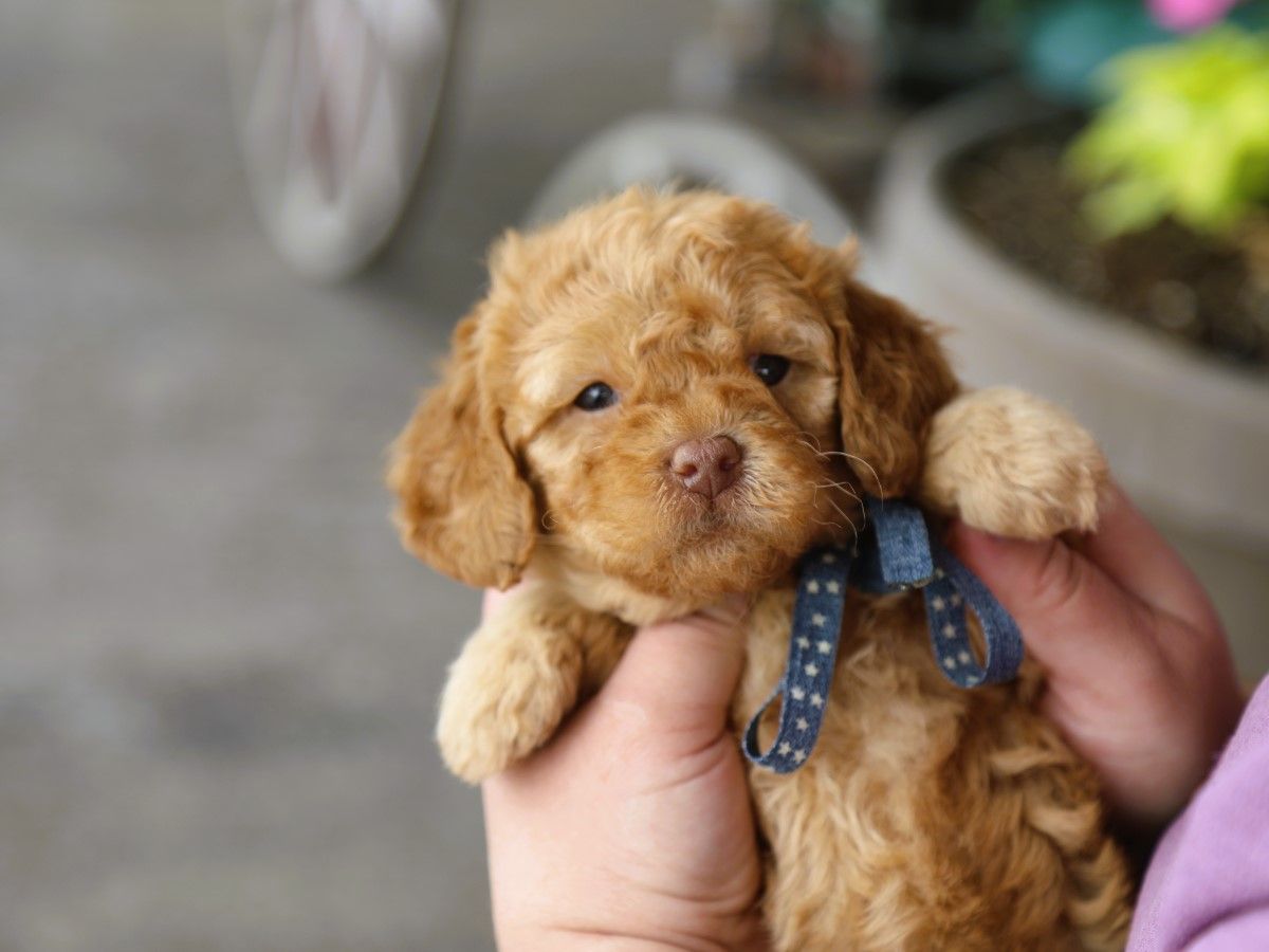 Tucker • click to meet