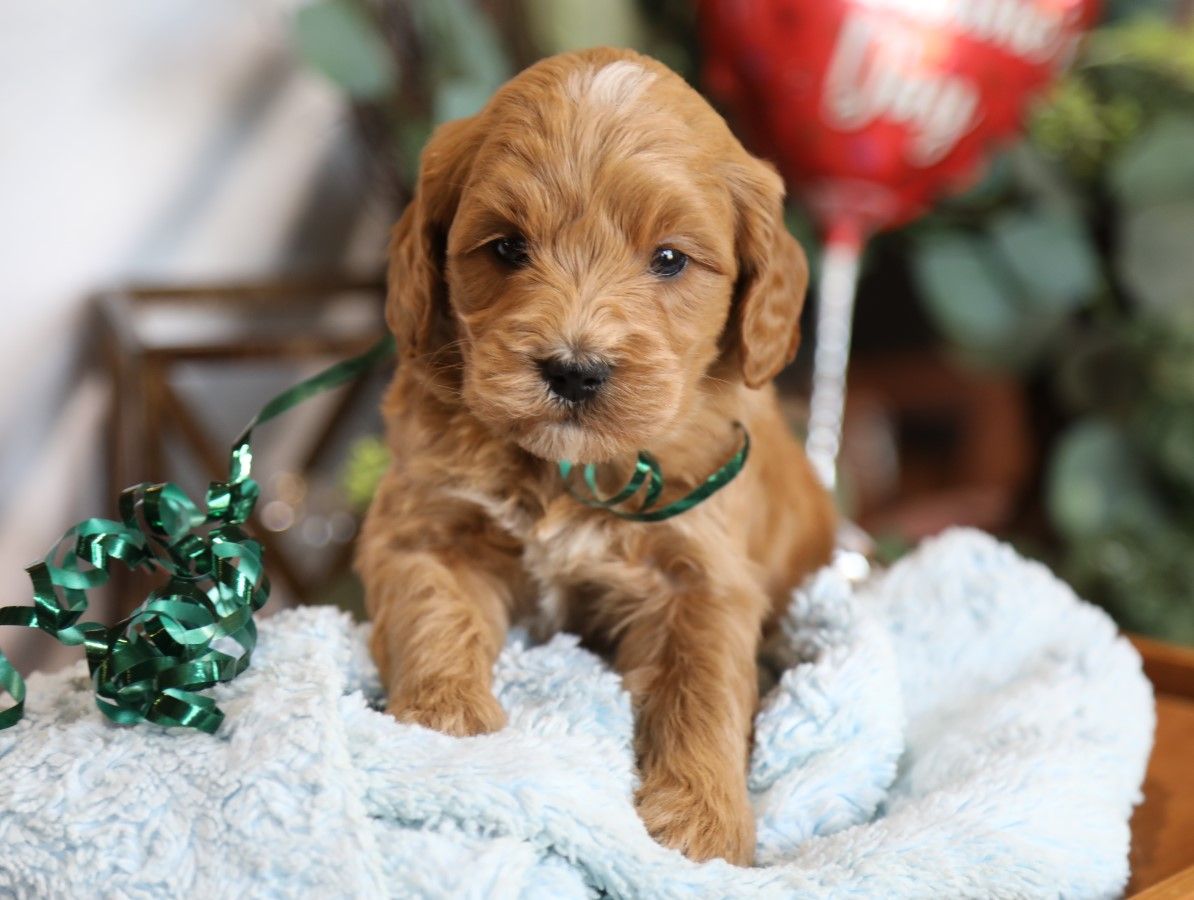 Dudley (2).JPG