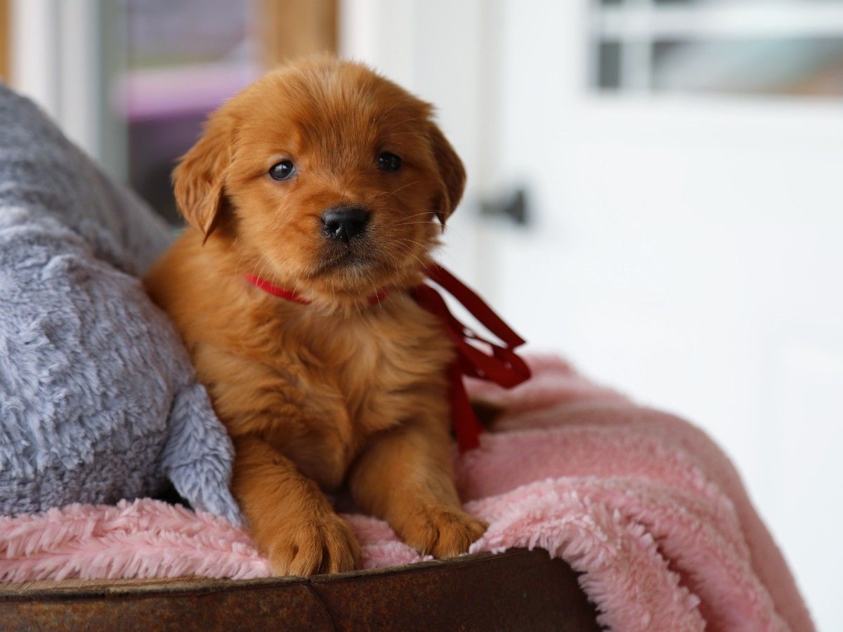 Pippa • Click to meet