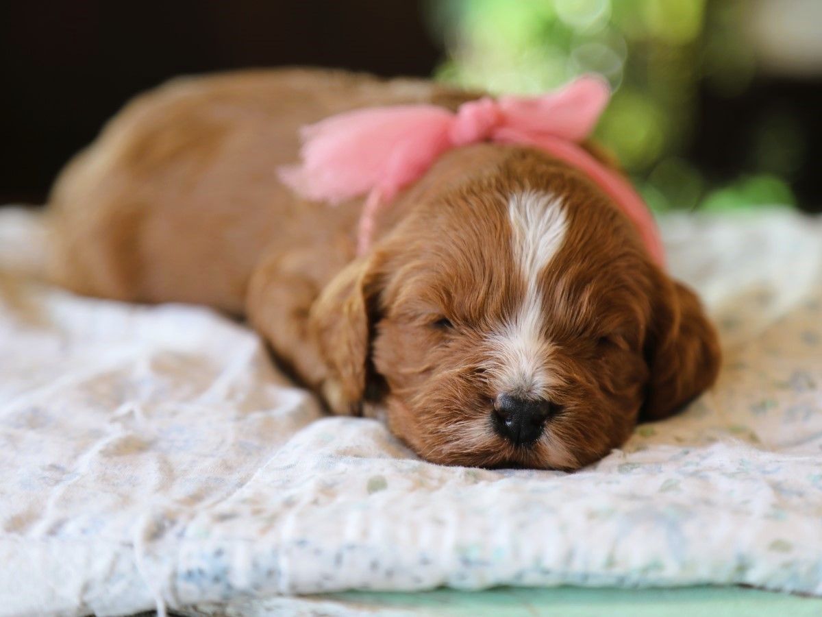 zoey (3).JPG
