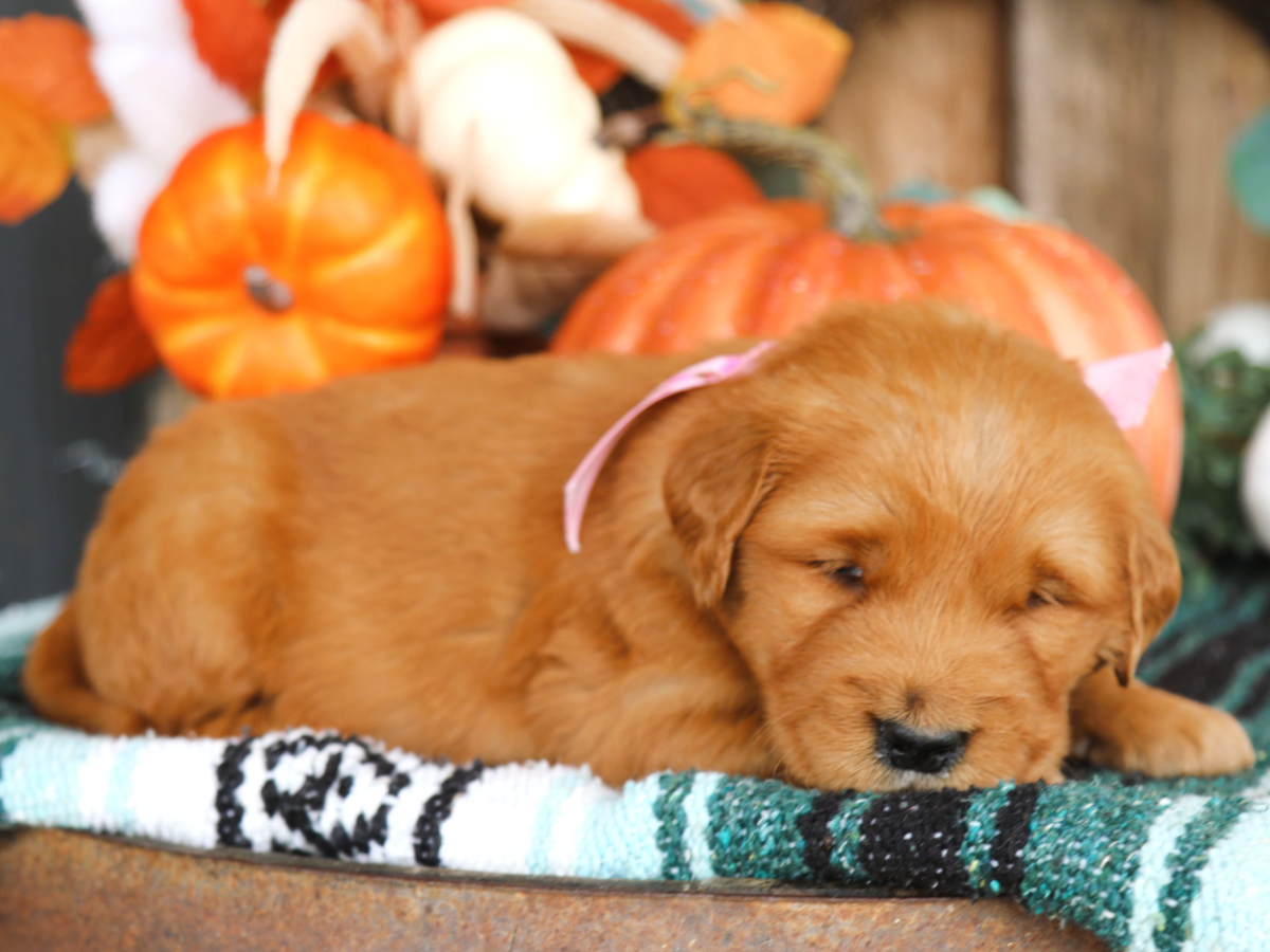 Sadie • click to meet