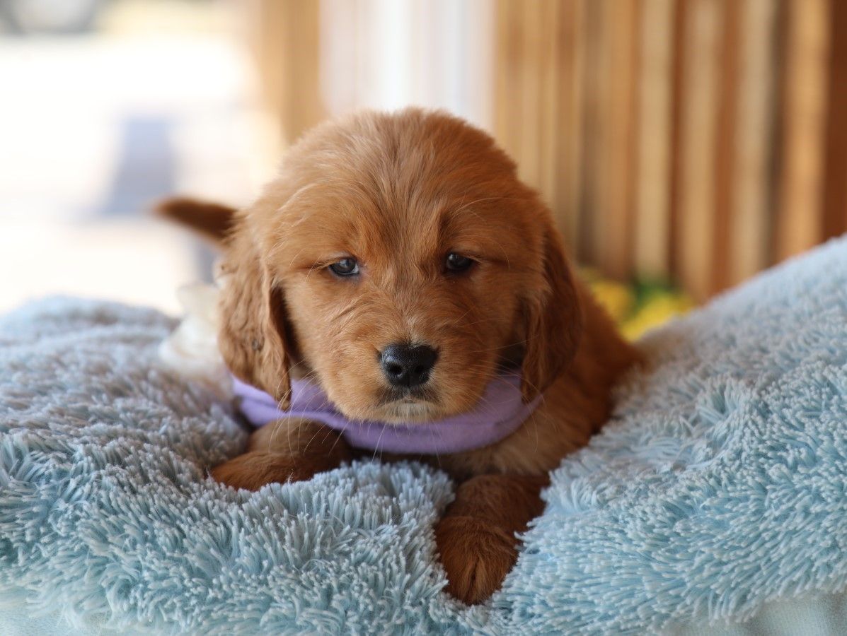 pippa (2).JPG