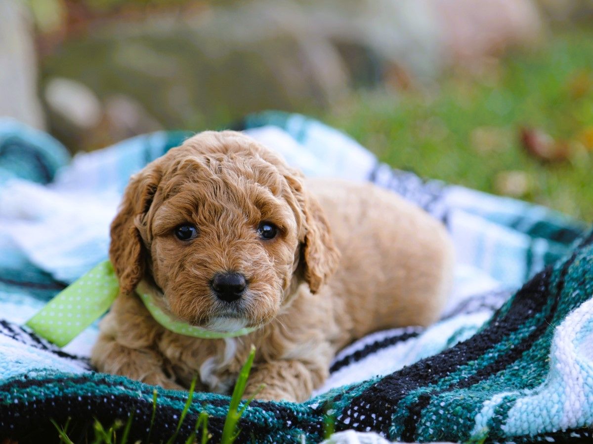 Posey (1).JPG