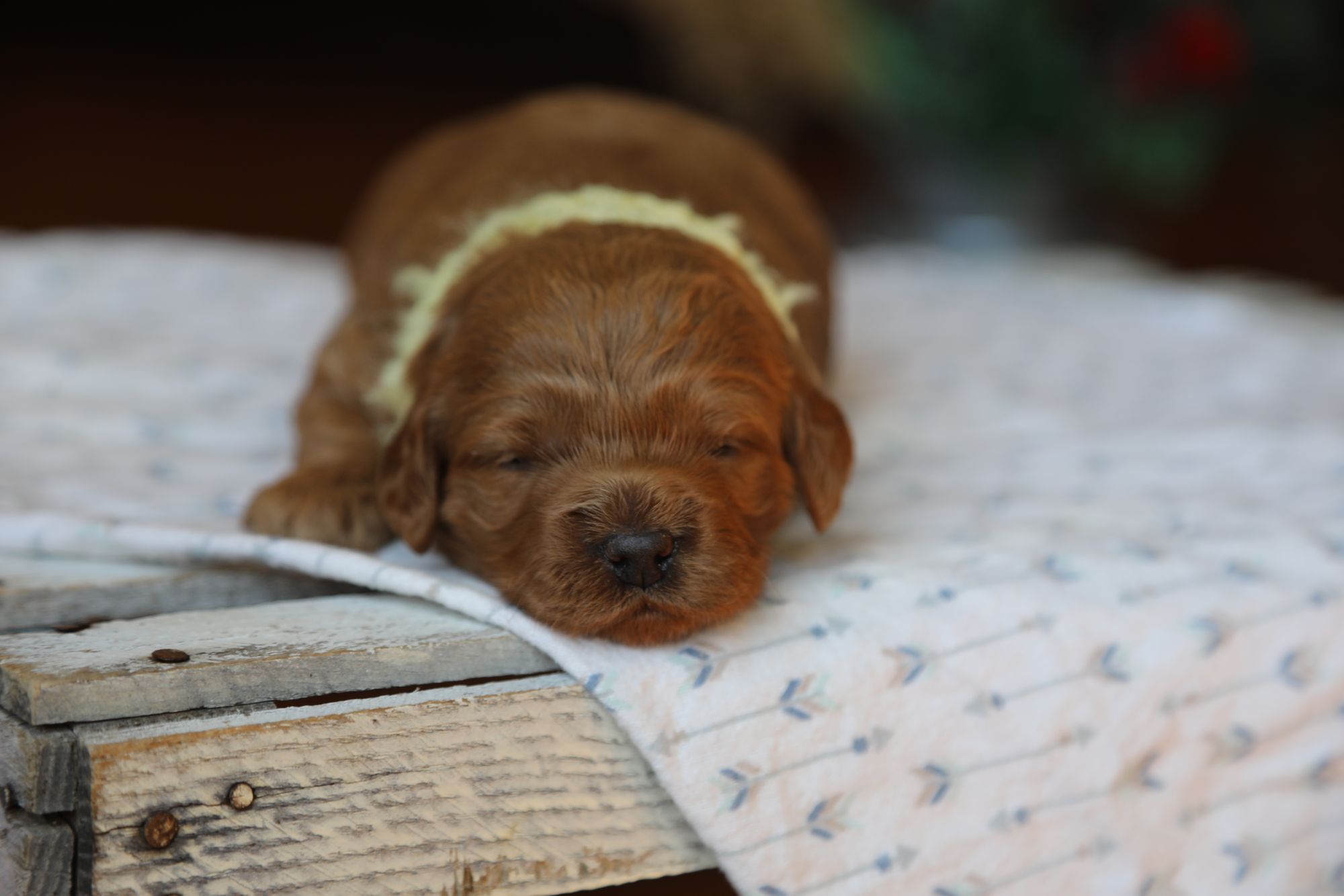 Finn (3).JPG