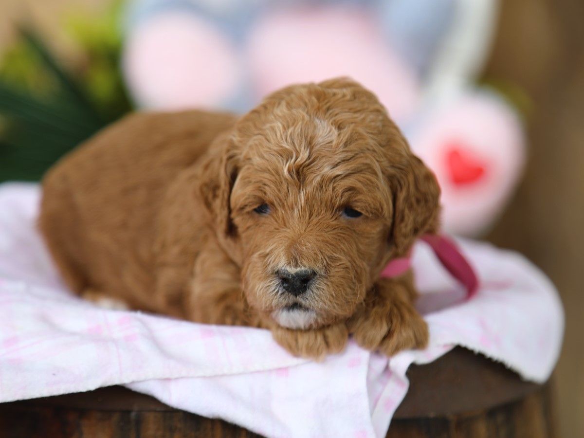 Henrietta • click to meet