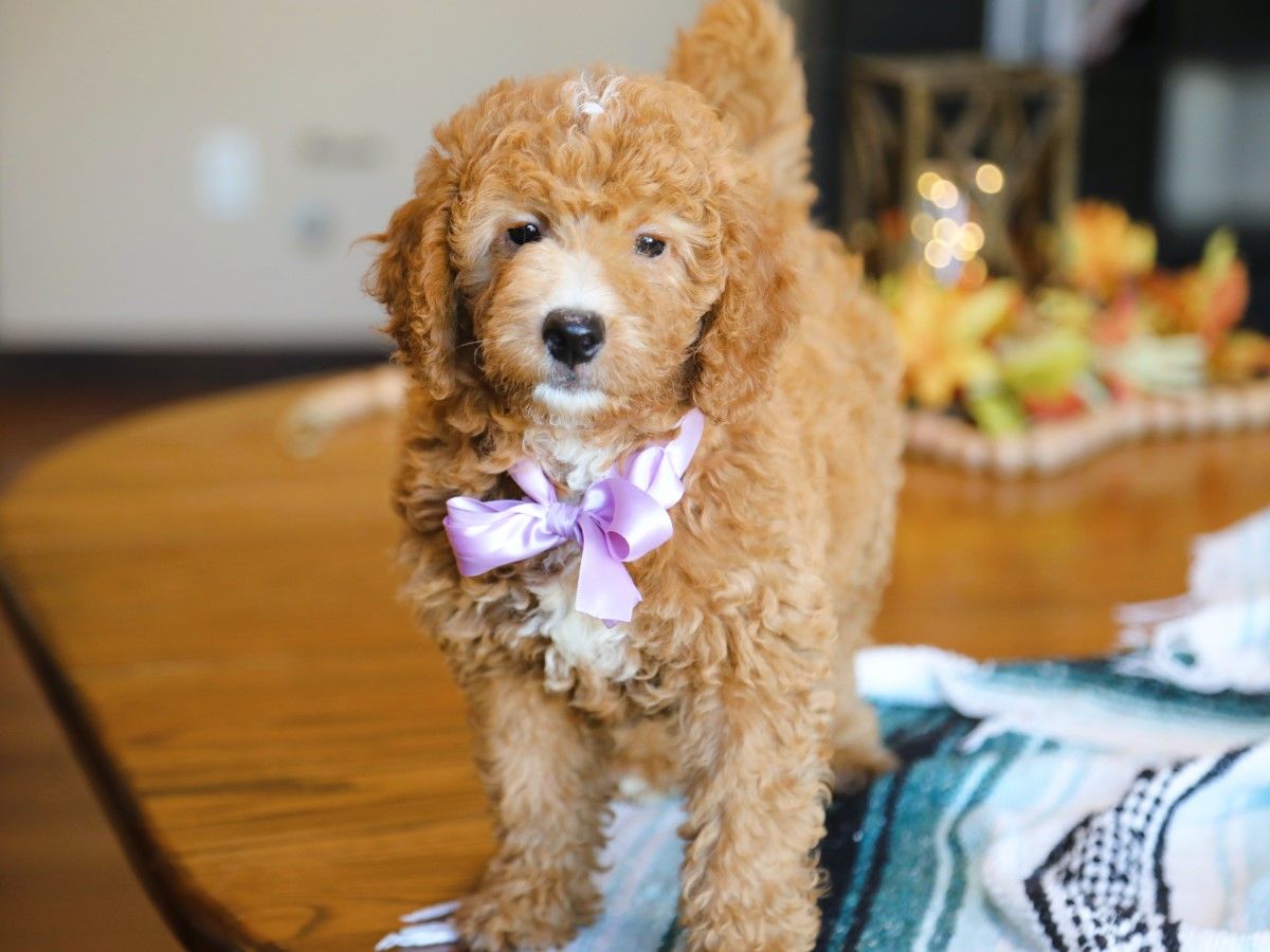  Sunflower • click to meet