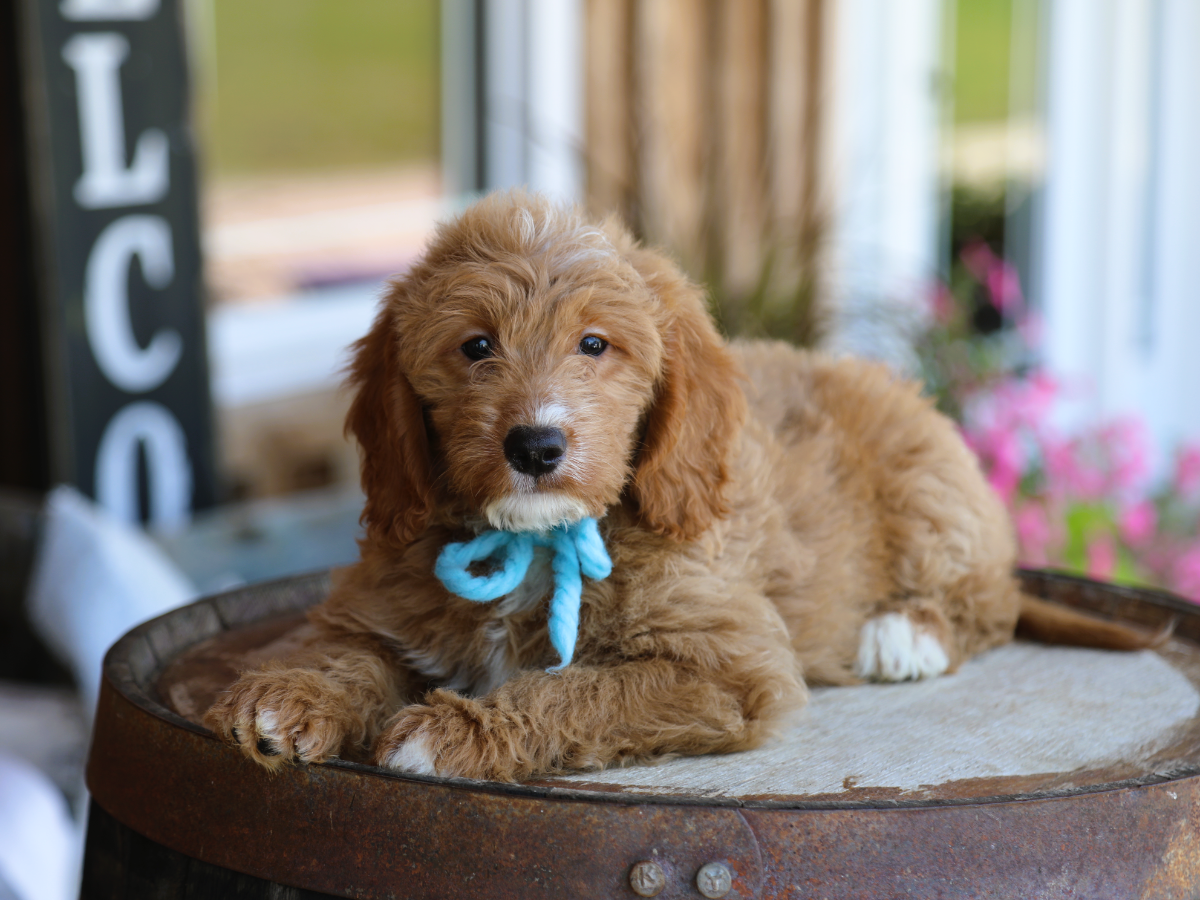 Baxter (1).png