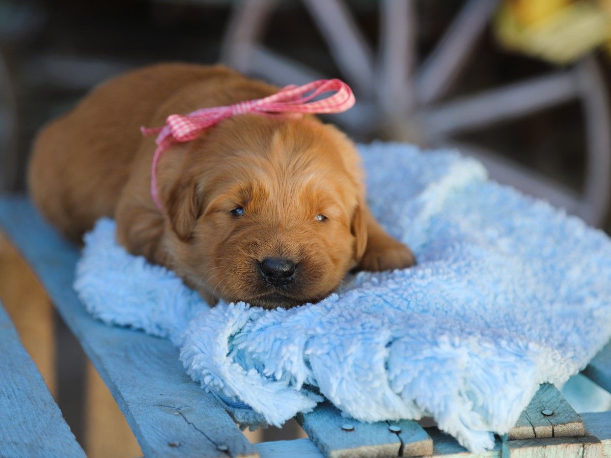 Hazel (3).JPG