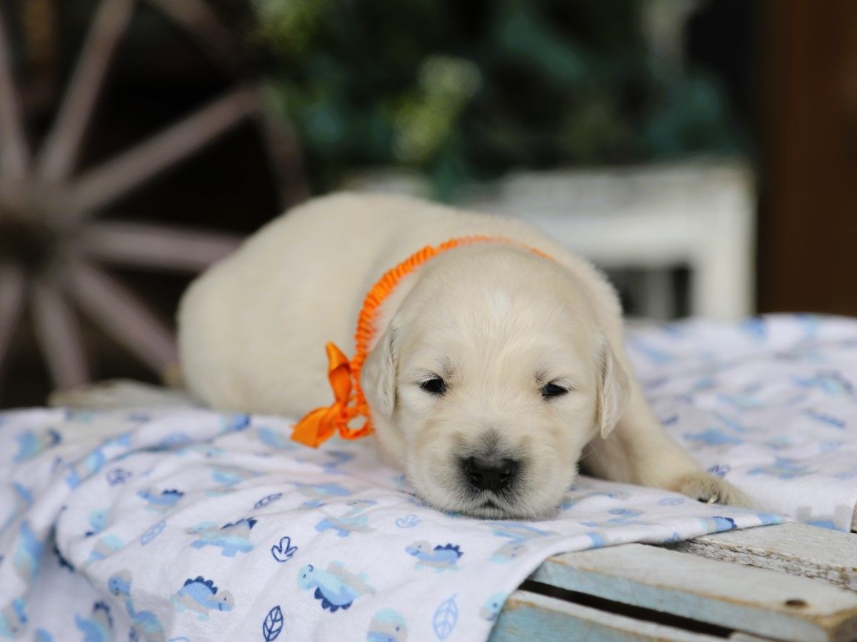 Dexter • Click to meet