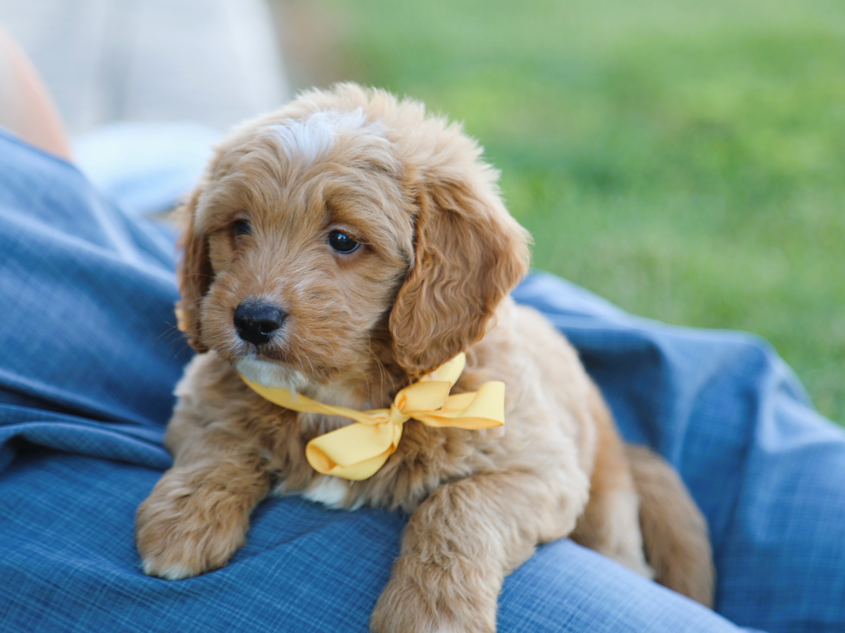 Baxter (1).png