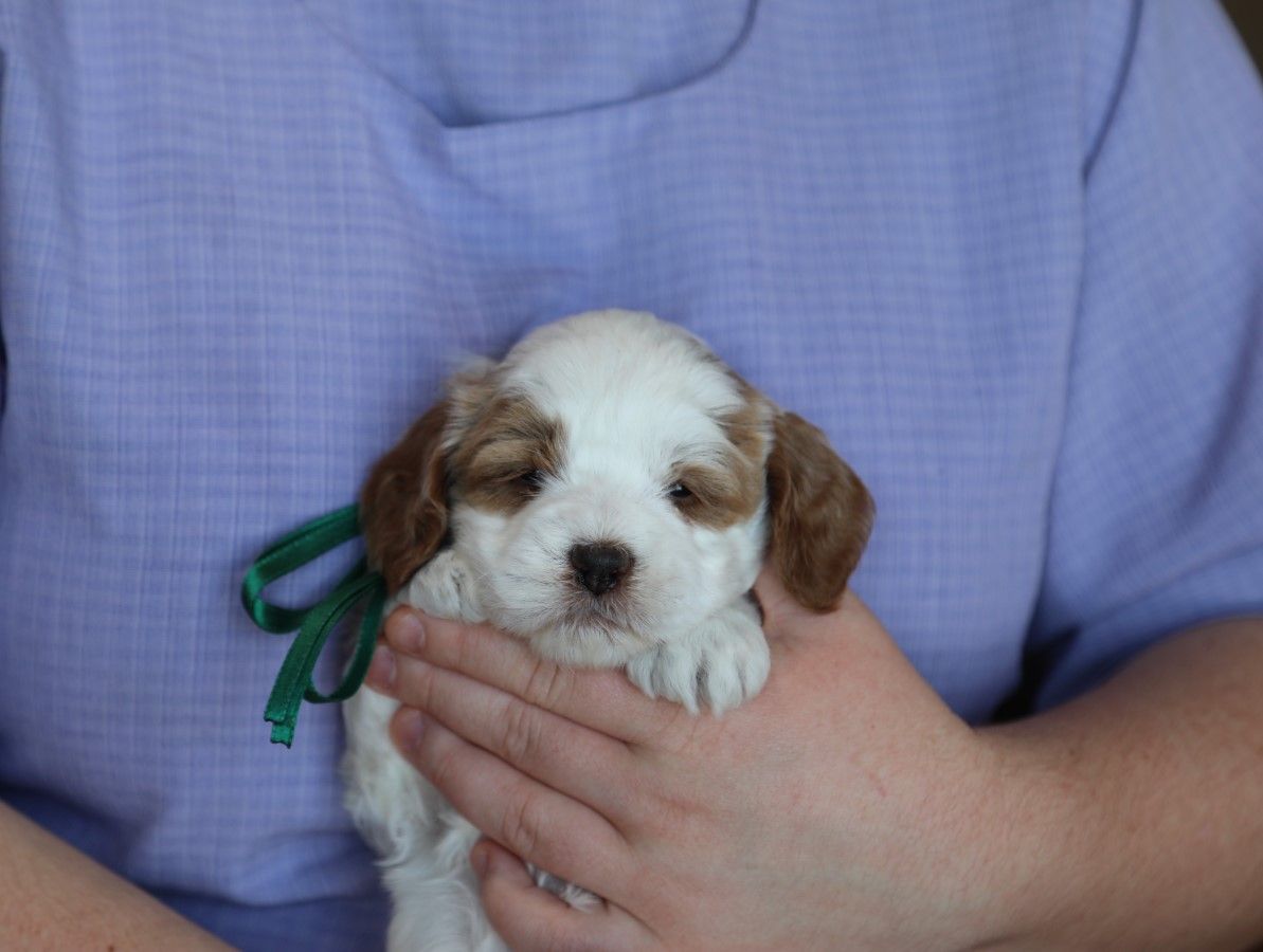 Robert - click to meet