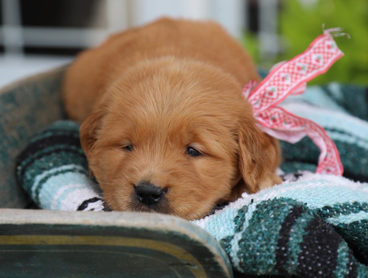Lilly (4).JPG