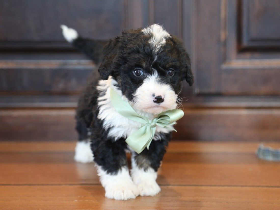  Willow - click to meet