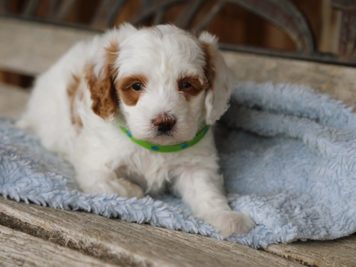 biscuit (2).JPG